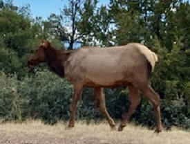 Woodland Meadows Wildlife